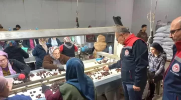 Aydın Kestane Hasadı Tamamlandı