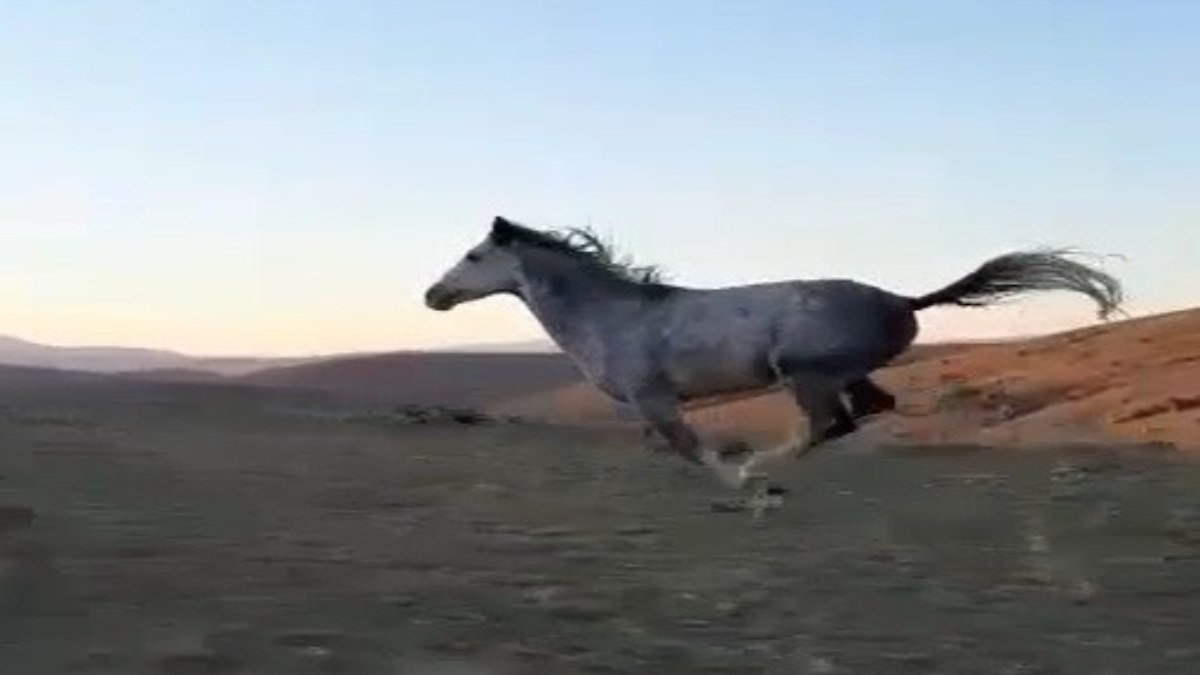 Bayburt’ta cirit atletinin atıyla gülümseten dostluğu