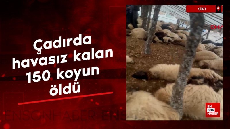 Siirt’te çadırda havasız kalan 150 koyun öldü