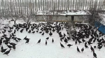 Sivas’ta Hindiler İnternette Satılıyor