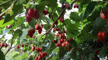 Tamarillo Rize’de Yetişiyor
