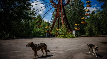 Tarihin en makûs nükleer felaketinden sağ çıkmak: Çernobil köpekleri