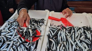 Zonguldak’ta hamsi bolluğu